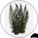 Geek Gaming | Preserved Fern Leaves Large | 28mm Plants