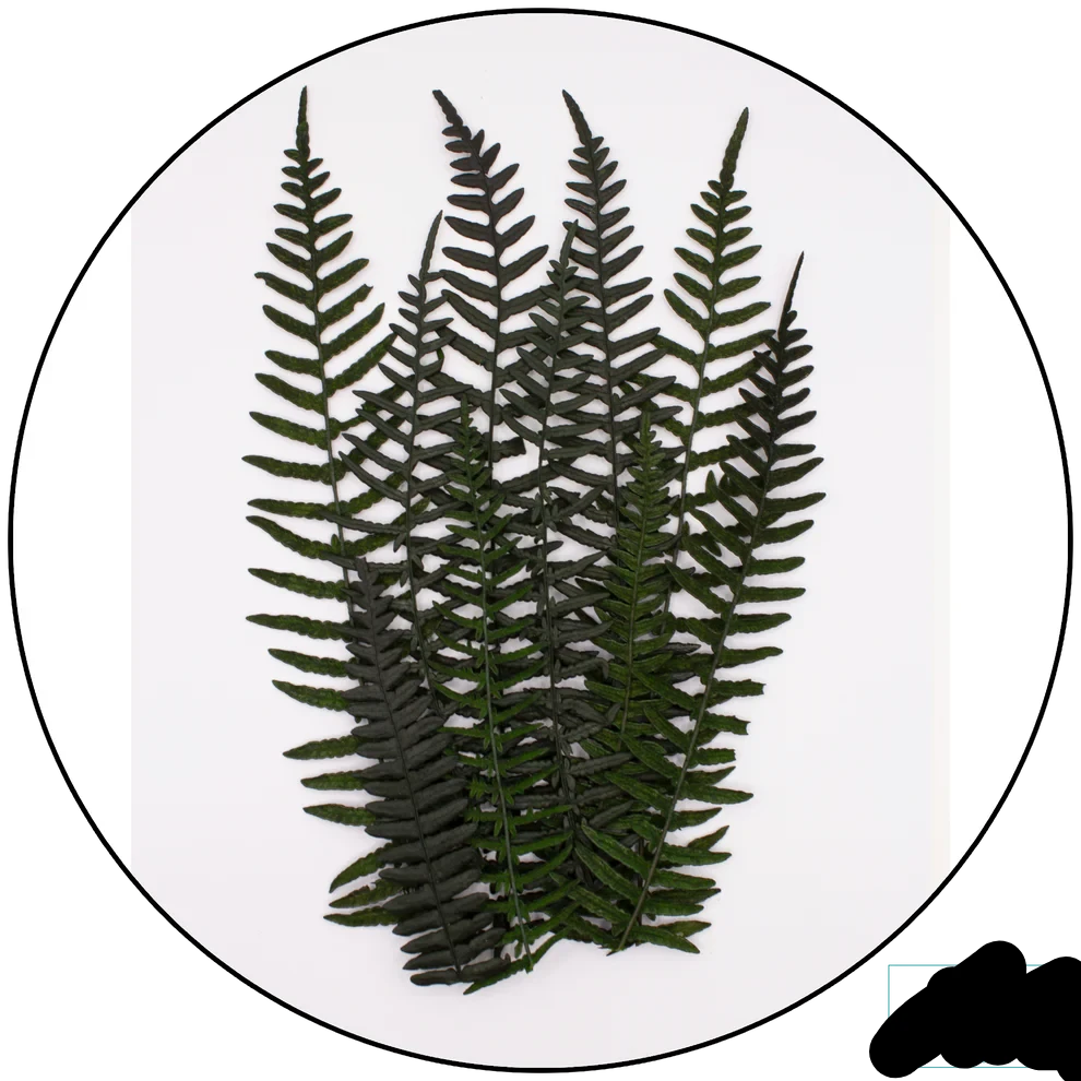 Geek Gaming | Preserved Fern Leaves Large | 28mm Plants