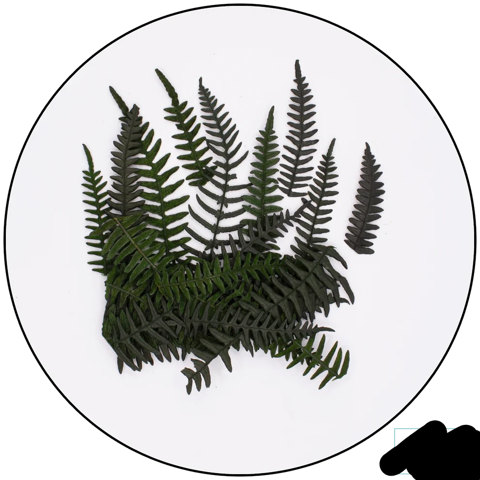 Geek Gaming | Preserved Fern Leaves Small | 28mm Plants