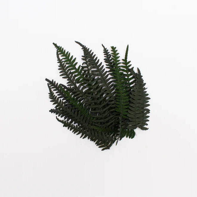 Geek Gaming | Preserved Fern Leaves Small | 28mm Plants