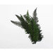 Geek Gaming | Preserved Fern Leaves Large | 28mm Plants