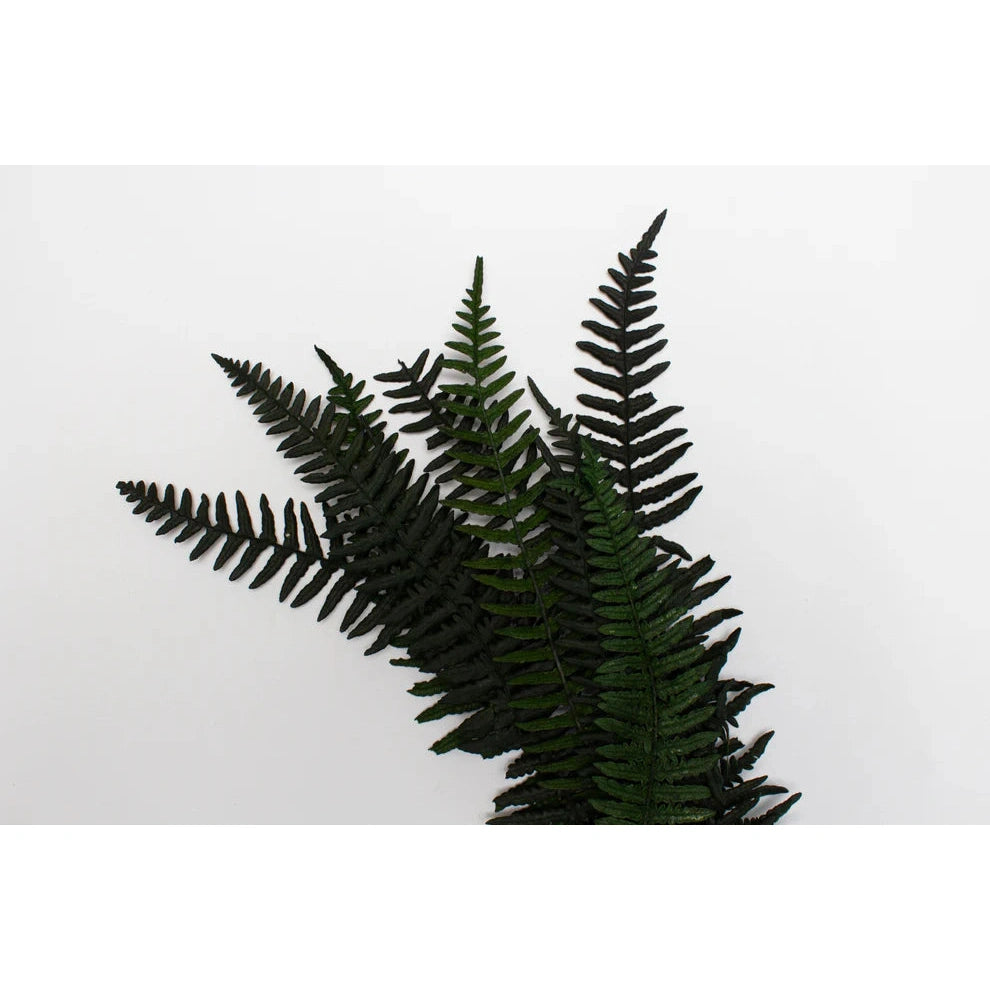 Geek Gaming | Preserved Fern Leaves Large | 28mm Plants