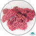 Geek Gaming | Burgundy Lichen | 28mm Lichen | Geek Gaming | Miniature Kingdoms