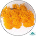 Geek Gaming | Orange Lichen | 28mm Lichen | Geek Gaming | Miniature Kingdoms